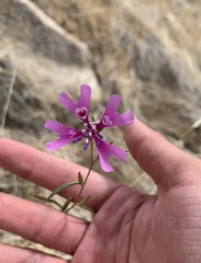 Clarkia xantiana parviflora