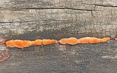 Fungi