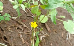 Oxalis