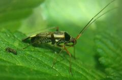 Adelphocoris reichelii