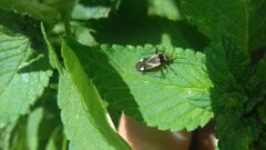 Adelphocoris reichelii