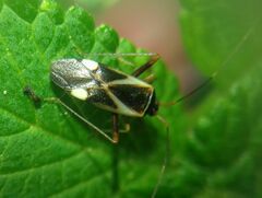 Adelphocoris reichelii