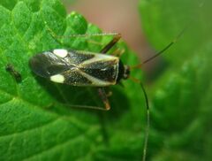 Adelphocoris reichelii