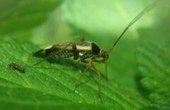 Adelphocoris reichelii