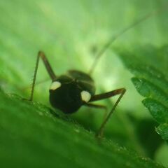 Adelphocoris reichelii