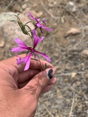 Clarkia xantiana parviflora
