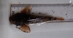 Cottus perifretum