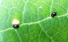 Dibolia