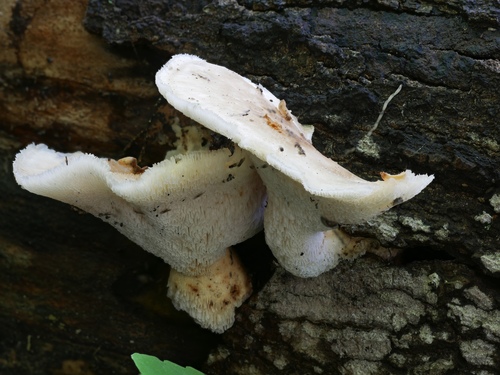 Bresadolia craterellus image