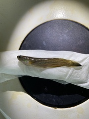 Anablepsoides hartii