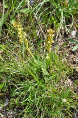 Dactylorhiza viridis