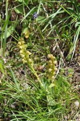 Dactylorhiza viridis