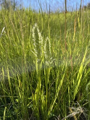 Spiranthes romanzoffiana