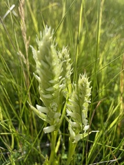 Spiranthes romanzoffiana