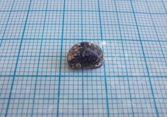 Theodoxus fluviatilis