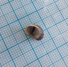 Theodoxus fluviatilis