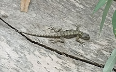 Sceloporus grammicus