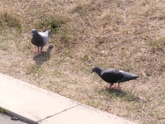 Columba livia domestica