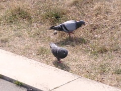 Columba livia domestica