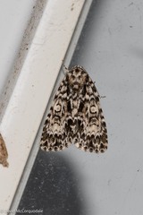Acronicta fragilis