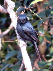 Melaenornis pammelaina ater