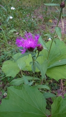 Centaurea phrygia