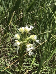 Platanthera praeclara
