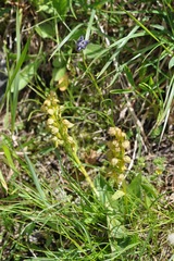 Dactylorhiza viridis