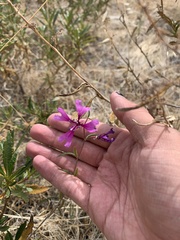 Clarkia xantiana parviflora