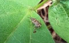 Chalepini