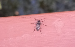 Acanthocinini