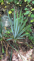 Yucca pallida