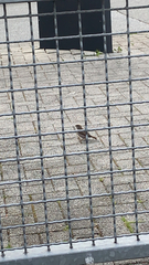 Passer domesticus