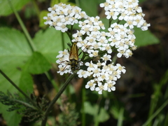 Lepturobosca