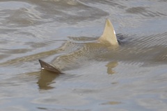 Rhinoptera steindachneri