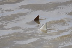 Rhinoptera steindachneri