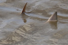 Rhinoptera steindachneri