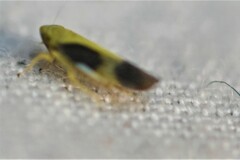 Graminella nigripennis