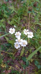 Achillea ptarmica