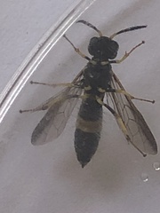 Allantus viennensis