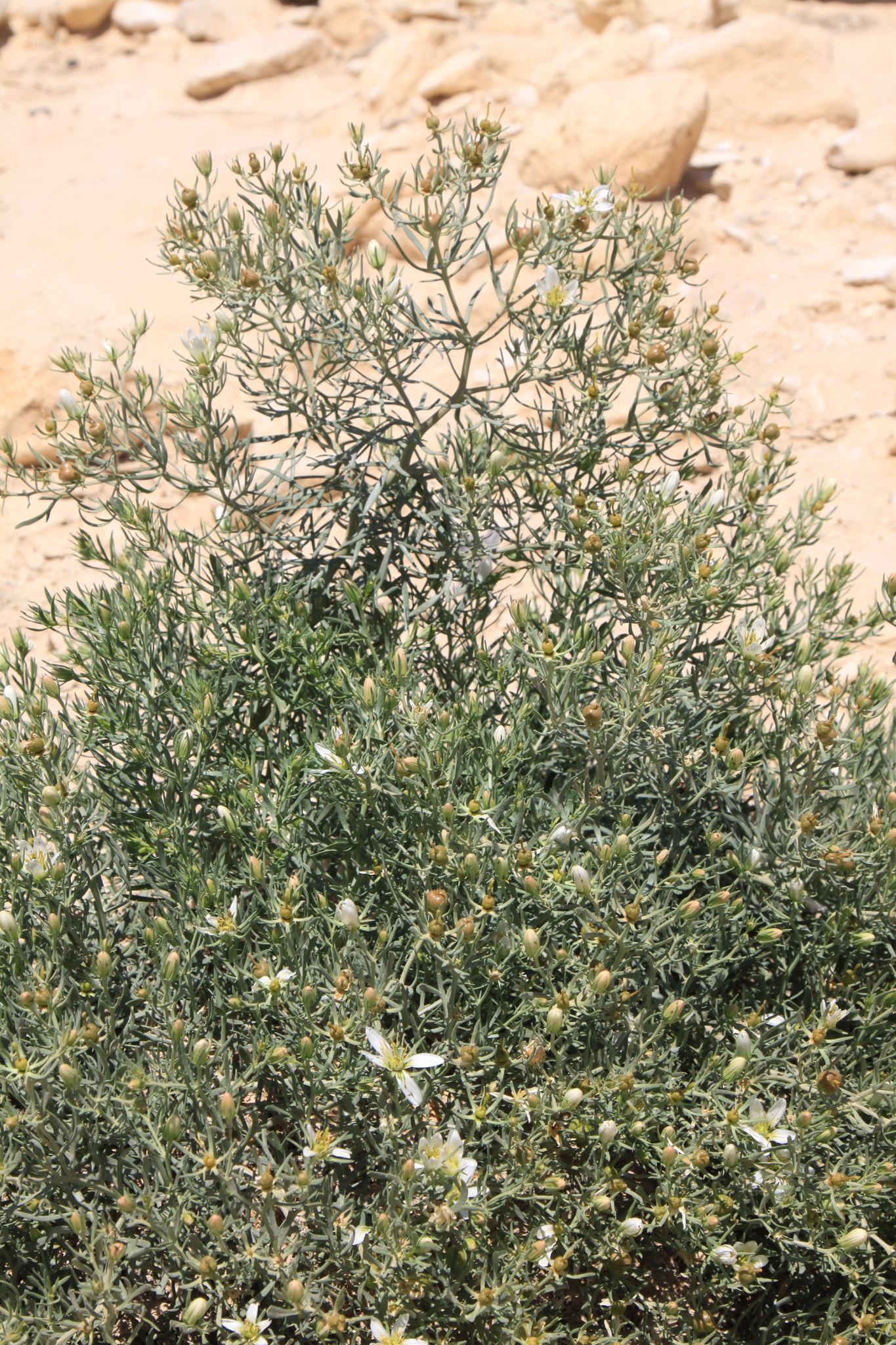 plant crassula ovata Sunset Jade Plant - Crassula - Easy to Grow House Plant