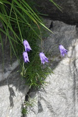 Campanula excisa