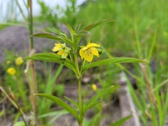 Lysimachia hybrida