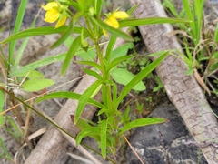 Lysimachia hybrida