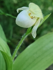 Obtusipetala