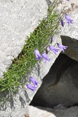 Campanula excisa