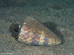 Conus canariensis