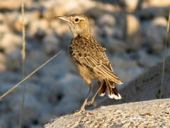 Chersomanes albofasciata erikssoni