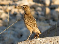 Chersomanes albofasciata erikssoni