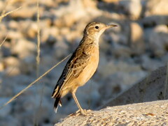 Chersomanes albofasciata erikssoni